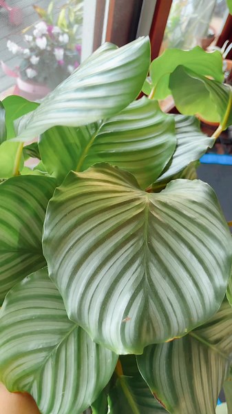 Calathea Orbifolia: Care Tips for Beautiful Plants