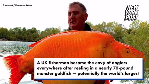 Fisherman lands whopping 67-pound goldfish, may break world record: ‘It was sheer luck’
