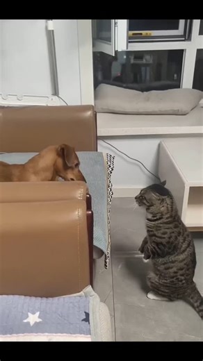 Rx Røñì on Instagram: "😂😂@panda_class.2"