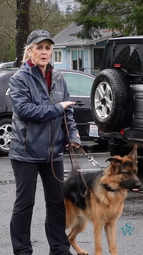 117K views · 1.2K reactions | Dogs do not negotiate the boundaries, humans do! By recognizing the signs of disrespectful behavior, you can correct it at the lowest level. #germanshepard #GSD #dogtrainingtips #dogtrainingclass #topdogacademy #topdog #mansbestfriend #powerfuldogs | Shannon Walker Dog Trainer | Facebook