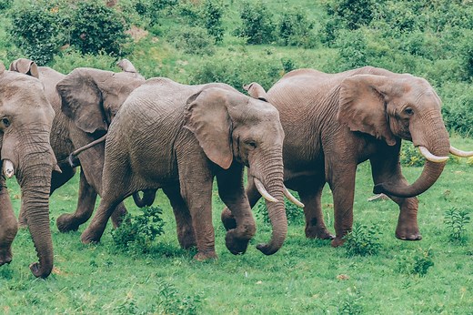 10 Best Cameras For Safari (For Beginners in 2024)