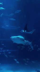 Osaka Aquarium Guide: Whale Shark, Tickets & What to See
