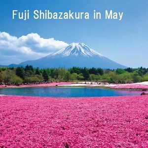 2.1K reactions · 332 shares | Mt.Fuji is the place you never should miss. You can go up to the 5th station in May to Oct by bus. If you wish you try climb to the top in Jul & Aug. We have variety of tours including many popular surrounding sites and attractions. Would you join us？ | Club Tourism Yokoso Japan Tour | Facebook