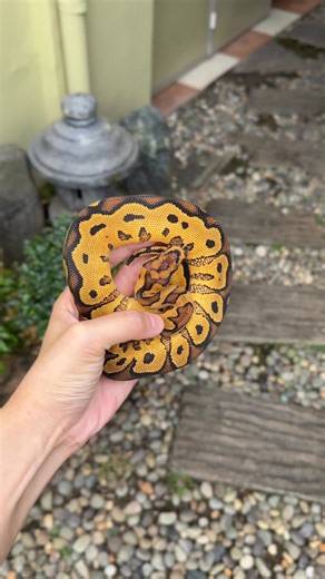 14K views · 327 reactions | A beautiful Yellow Belly Clown  So much yet to do with YB Clown combos.  She’s for  | Arcandrez Ball Pythons | Facebook