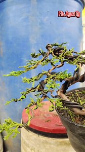 276K views · 4.3K reactions |  The Process of Shaping a Juniperus Chinensis Bonsai from Air Layering  This process is still in its early stages and will continue to be refined over time. I truly welcome feedback and suggestions from fellow bonsai enthusiasts! #bonsaitree #wiring #fblifestyle #juniper #grafting | Aguz Tg | Facebook