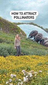 They may be tiny, but bees, wasps, beetles, butterflies, moths, and a myriad of other pollinating insects, are a crucial part of our ecosystem 🐝🦋🌻🌱 They pollinate crops, help wild plants propagate, and are themselves a food source for bigger animals such as birds and mammals. They are absolutely essential to both food security and biodiversity. It’s frightening to know that pollinating insects have been in dramatic decline over the last 40 years. But the good news is, you can help! Here are 