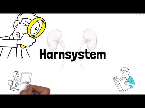 Harnsystem erklärt – Alles über Niere, Urin & Ausscheidung für den MedAT! 🚰🧠
