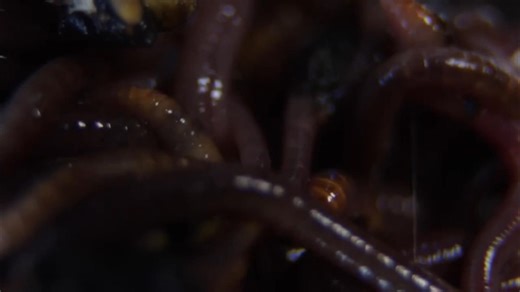 6.8K views · 87 reactions | EVERYTHING you need to build a bath tub worm farm! 缾 #gardening #permaculture #organic #growyourfood #nature | The Weedy Garden | Facebook