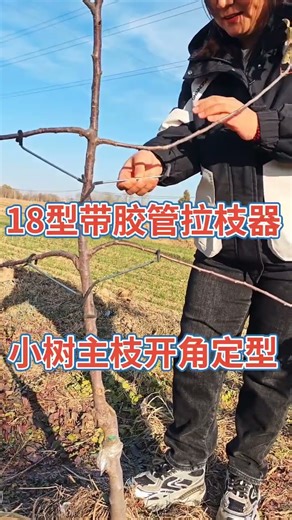 Branch pulling tools are used to shape the main branch opening of saplings...