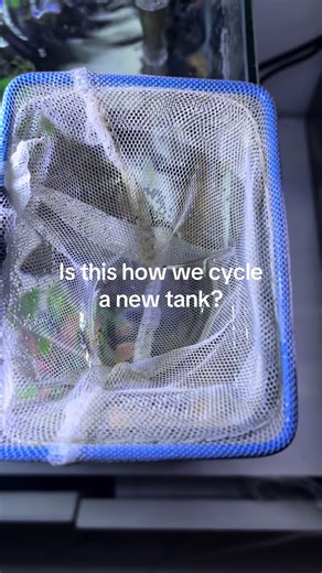 And api bacteria starter #fyp #fypシ゚viral🖤tiktok #fishtank #bettafish #fishtoker