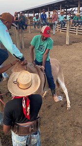 39K views · 283 reactions | Mula loirinha, a máquina de pulo.. #eleviveisoladonoaltodamontanha #abandonadopelamãecom6anosdeidade #gentedazonarural #ForçaBruta #manoeltropeiro | Gente dá zona rural | Facebook