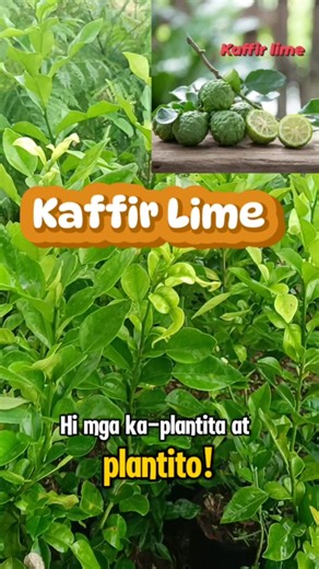 Kaffir Lime 🌱Grafted seedling available Visit us at our farm in Sto. Tomas, Batangas — we welcome walk-ins, offer pickups, and ship nationwide. Kaffir Lime is a unique citrus fruit known for its bumpy green skin and intensely fragrant leaves. Widely used in Southeast Asian cuisine, its leaves add a zesty aroma and flavor to curries, soups, and stir-fries. The fruit itself is highly aromatic, often used for natural cleaning, traditional medicine, and essential oils. Both the fruit and leaves are