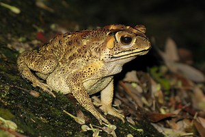23-year-old student arrested for using stun gun on toad in Tai Po park | Coconuts