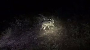 241K views · 3.1K reactions | Last night, Mexico released a family...