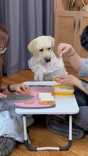 狗子：不准备养了？是么！Doggo: Gonna abandon me, huh!#搞笑汪驾到#萌寵#寵物#搞笑#拉布拉多 #doglover #Labrador #labrado #dog