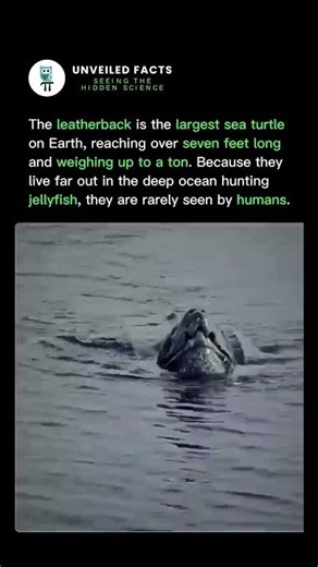 The Giant 1-Ton Sea Turtle Exist! 🐢