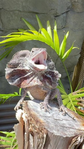 Frilled Dragons: The Ultimate Pet Lizard