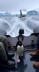 Penguin Outsmarts Orcas in Epic Chase! A penguin's quick thinking saves it from orcas! Generated using Kling AI . . . (For entertainment purposes only. Consult professionals if guidance on activities is presented. No brand affiliation is implied if any are shown. If inspired by true events, creative adaptations may be included. Content may include public footage.) | Fabiosa UK