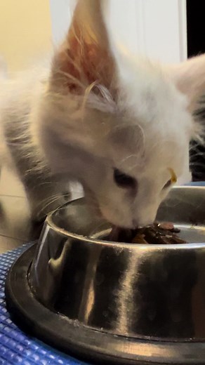 #kitty #chipmunk #eatingsounds