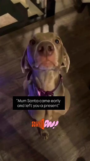 WEIMARANER on Instagram: "He is so thoughtful what can I say 😂🎄🎅🏼 @weim_crime.sisters #weimaraner #weimaranersofinstagram #weimaranerpuppy #weimaranerlove #weimaraneroftheday #weimaranerlonghaired #weimaranerobsessed #weimaranerlover #weimaraneraddict #weimaranerdog #weimaranermix #weimaranersofig #weimaranerfanclub #weimaranermodel #weimaranerpuppies #weimaraneroninstagram"