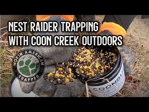 Nest Raider Trapping w/ Guest Coon Creek Outdoors
