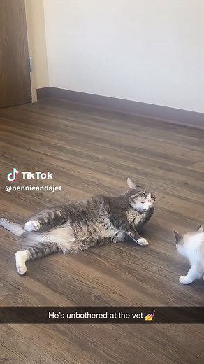 Bennie loves any and all the attention ✨#catsoftiktok #cattok