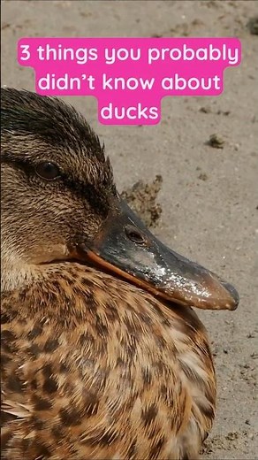 Who actually does all the quacking?