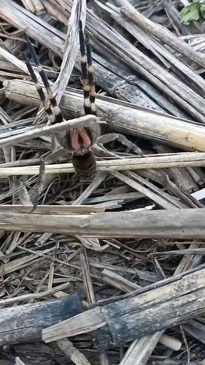 Essa aranha é muito rápida | Robson Mits