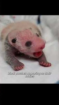 A pregnant panda mother accidentally gave birth to a little mouse! #wildlife