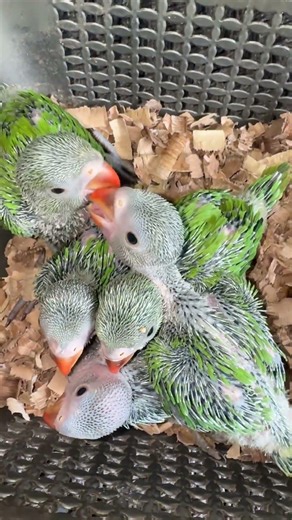 Cute Baby Parrot Feeding Each Other😊❤️ #parrot #babyparrot #cuteparrot