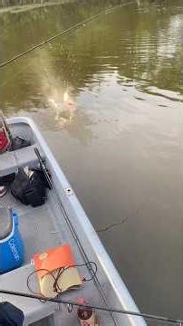【出現！】4年ぶりの大物に！！#ブラックバス #fishing #バス釣り