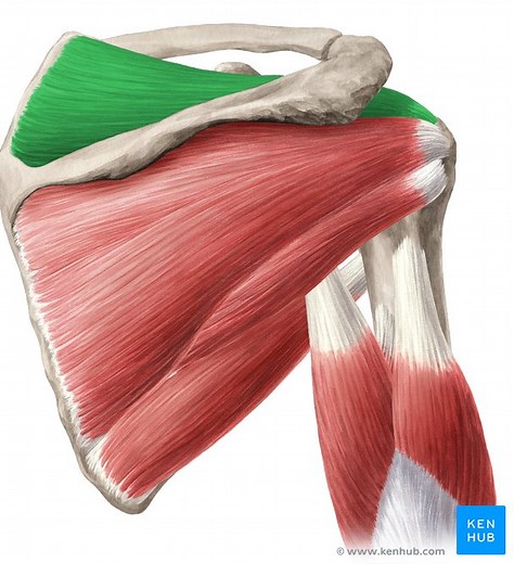 Musculus supraspinatus