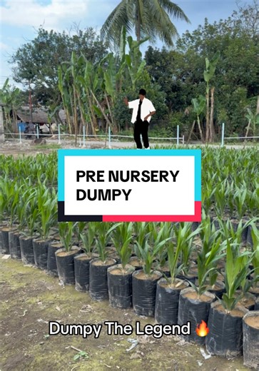 DUMPY: Sejarah Mengecewakan Petani Sawit Indonesia