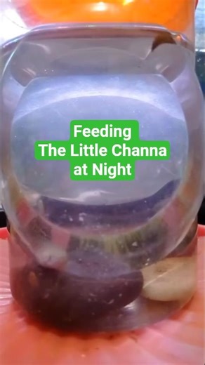 Feeding the Little Channa at Night