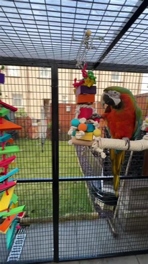 After 3 months of being grounded & not being to get outside the new aviary is up & ready. Phoenix is overjoyed to be able to get outside again & vet fresh air etc. Still waiting on a few more bits to arrive including his cargo net, ropes & feeding station but nothing major. He’s out & ain’t biting through this cage. Most toys & perches are from @parrotsupplies.co.uk & @Our Pet Village #parrot #macaw #pet #bird #outside