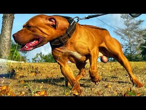 RED nose Pitbull puppy - Elite pitbull bloodline #1 breeder in the USA 🇺🇸