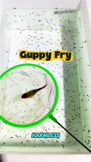Cute Fish… Big Problem 😳 #GuppyFish #FishFacts #AquariumFish