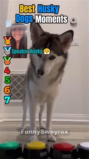 Most Weird Huskies 🐺​🐾Ranking BEST HUSKY DOG MOMENTS