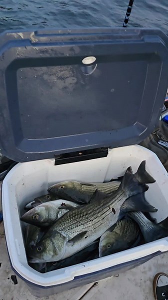 Mastering Free Fishing Lessons with Cris