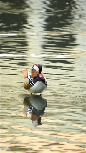 10 Most Colorful Birds in the world #top10 #facts #bird