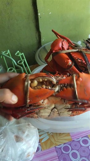 Huge Crabs almost 1klg. #cooking