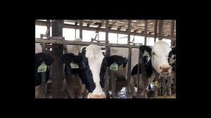 Working Safely with Dairy Cattle