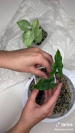 Hydroponika: Jak zacząć uprawę roślin w domu?