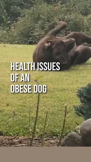 1.2K views · 16 reactions | Health issues an obese dog experiences. #obesedog #dogs #fatdog #animalshelters #obese #siberianhusky #enddogobesity #dogobesity #responsibleowner #ethicalbreeders #dog #weightlossjourney #donthatebreeders #adoptandshop #educateyourself #healthydog #dogcare #doglover #adogdictionary #dogsofinstagram #adoptorshopresponsibly #mishkasjourney #mishka #mishkathehusky #freedom #doggo #cutedog #dogstagram #cute #igbulldogs | Jonathan Cox | Facebook