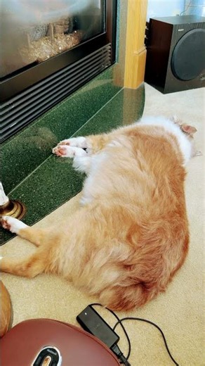 Pumpkin Got Hurt. #dog #accident #recovery #pray #food