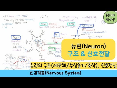 뉴런 (Neuron) _ 뉴런구조/뉴런의 신호전달과절 : (세포체/수상돌기/축삭), 활동전위, 신경전달물질