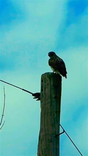 How to throw a Bal-Chatri trap #falconry #birdsofprey #shorts