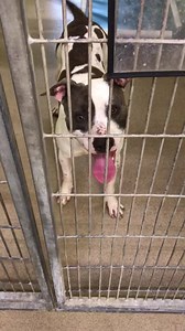 2.4K views · 273 reactions | 12/29: RICO (now named Ivan) has been...