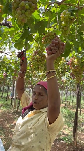 #Agriculture is hard work, please support agriculture 🧑‍🌾 Red grape harvest