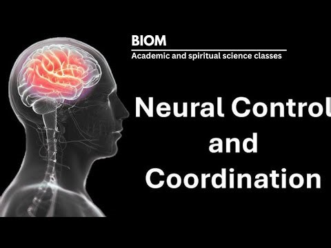 Neurons, neural organisation, neuron type, and genaration and conduction of impulse of class 11th